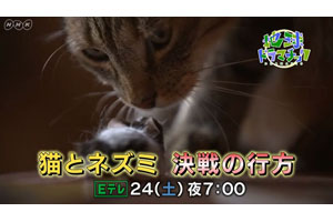 猫とネズミ 実際の関係はどうなのか フランス発ドキュメンタリー 猫とネズミ 決戦の行方 Eテレで8月24日放送 Amass