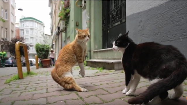 猫の街 イスタンブールで暮らす野良猫たちのドキュメンタリー映画 Kedi クリップ映像 Cat Fight が公開 Amass