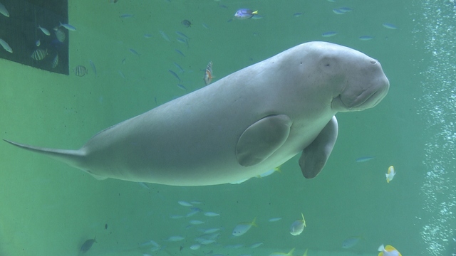 Nhk 鳥羽水族館のジュゴン セレナ 世界最長の飼育日誌 5月3日放送 Amass