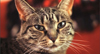 コレクティヴ・ソウルの「Shine」にあわせ鳴く猫の映像がYouTubeで話題に