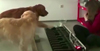 犬2匹によるピアノ連弾が話題に、オカリナ奏者との共演パフォーマンス動画が公開中