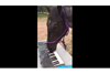 キーボードを弾く馬の動画が話題に