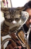 猫がはまり込んだ状態のユーフォニアムを吹くとどうなるのか？　映像が話題に