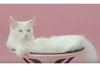 上向きスピーカーに横たわる猫がビートの振動にも平然としている姿も話題、ネコしか登場しないミュージックビデオが公開中