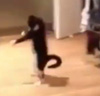 猫キョンシー現る！？　動画が話題に