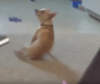 チワワが、まるでブレイクダンスをしているような動きをする動画が話題に