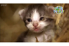 同じ猫でも、ところ変わればこんなに違う　NHK Eテレ『地球ドラマチック「子ねこ三都物語」』6月放送