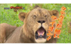 タテガミがないライオンの生態に迫る　NHK総合『ダーウィンが来た！「常識はずれ！タテガミを捨てたライオン」』6月12日放送