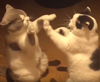 猫2匹が両手をたたき合う子どもの手遊び「せっせっせ」で遊んでいる映像が話題に