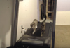 ルームランナーで走る猫2匹の映像が話題に