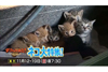 NHK『ダーウィンが来た！』が2週連続でネコ特集　“猫の島”相島で1匹の若オスに密着、旅に生き戦い続けるオスの物語