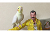 フレディ・マーキュリーのフィギュアの腕に乗ってクイーン楽曲を歌うインコが話題に