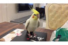 かわいいタップダンスを披露するインコの映像が話題に