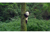 パンダの楽園「成都パンダ基地」が舞台のドキュメンタリー映画『PANDAS』　ティーザー・トレーラー映像が公開