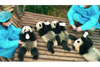 パンダの楽園「成都パンダ基地」が舞台のドキュメンタリー映画『PANDAS』　メイキング映像公開