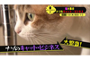 空前の猫ブーム！ナゾのキャット・ビジネスを大追跡　NHK『所さん！大変ですよ』5月10日放送