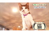 「猫」の論文（江戸時代にも猫ブーム＆猫の心に迫る実験）紹介　Eテレ『ろんぶ〜ん「猫」』が11月15日再放送