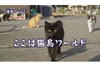 300人の住民と200匹の猫が暮らす「猫島」のドキュメンタリー　NHK『猫島ワールド』2月7日再放送