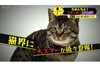 スター猫大特集　NHK『所さん！大変ですよ「なめんなよ！ スターねこ急増の謎」』1月24日放送