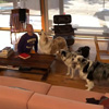 レッチリのフリー、犬3匹と“鳴き声”共演