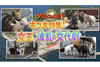 「猫の島」の“女王”波乱の交代劇に密着　NHK総合『ダーウィンが来た！』7月21日放送