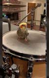 オカメインコと人間のドラム・セッション映像が話題に