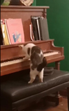 人間のいない部屋でピアノを演奏する猫ピアニストが話題に