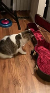 ギターケースに興味を持った猫　飼い主の即興演奏にビクつきながら調べる映像が話題に