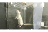 ネズミ（ラット）も音楽のビートに合わせて身体を動かす　東京大学の研究チーム発表