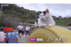NHK『岩合光昭の世界ネコ歩き』　2月の新作は「天草・熊本」