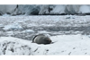 生物学者も聞いたことがなかった　氷山の上で鳴くヒョウアザラシの貴重な映像公開