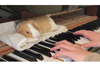 飼い主がピアノを弾き始めると鍵盤のすぐ近くの特等席で横になりながら演奏を聴き入っているモルモットが話題に