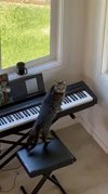 誰もいない部屋からホラー映画のような音楽が…猫がエレクトリックピアノで奏でていた