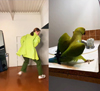 オウムが披露しているダンスを人間が再構築　人間とオウムが並んで踊る動画が話題に