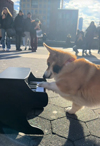 おやつを貰うためにピアノを弾くストリート・ミュージシャンになったコーギー犬が話題に