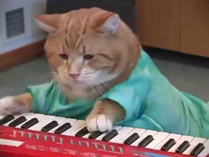 あの キーボード猫 が再び 人気動画 Keyboard Cat の新ヴァージョン Keyboard Cat Reincarnated が公開 Amass