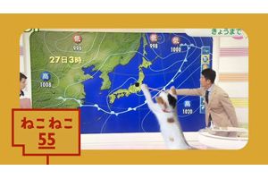 ねこだらけの10分番組 Eテレ『ねこねこ55』から「平井さんと猫」が