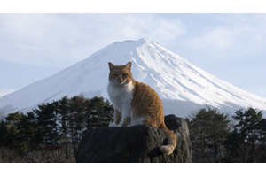 NHK『岩合光昭の世界ネコ歩き』 新作「4Kスペシャル 山梨」編 5 NHK『岩合光昭の世界ネコ歩き』 新作「4Kスペシャル 山梨」編 5