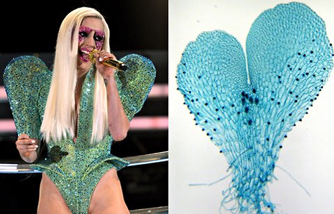 Lady Gaga and Ferns