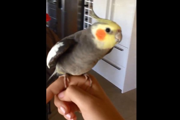 Bird singing dubstep!