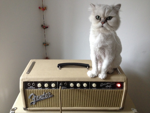 Cats on Amps