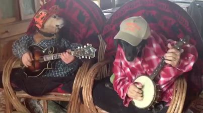 Dogs Play Bluegrass