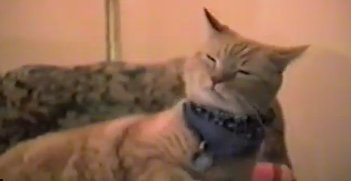 Singing Cat - Bob Seger - Old Time Rock N' Roll