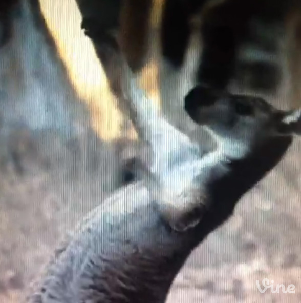 Kangaroo air guitar