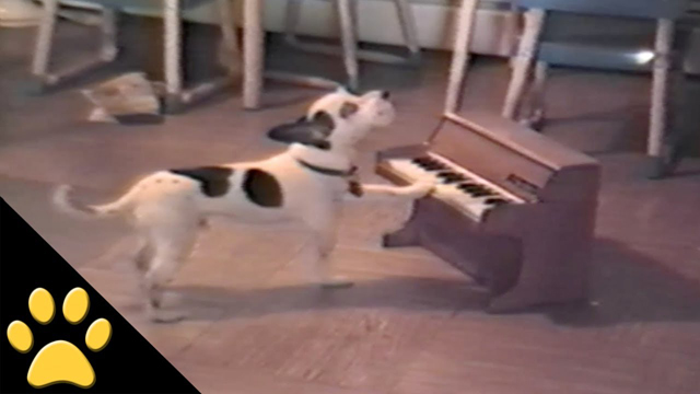 Piano Dog