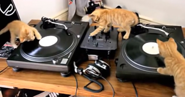 Kitten and Turntable