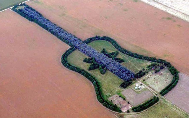 Guitar-Shaped Forest