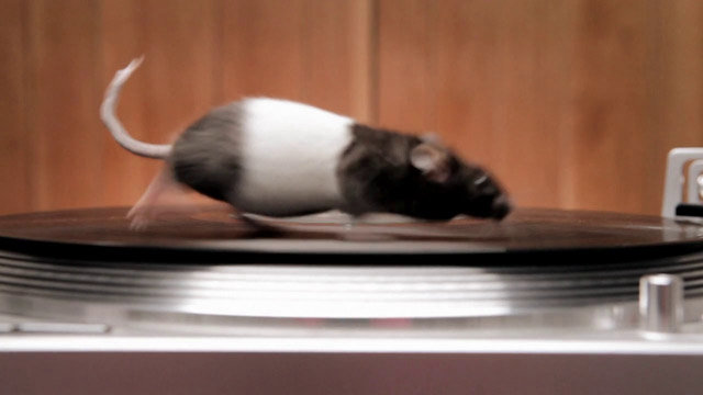 Rodents on Turntables