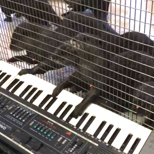 Asian Small-Clawed Otters Celebrate Enrichment at the Smithsonian's National Zoo