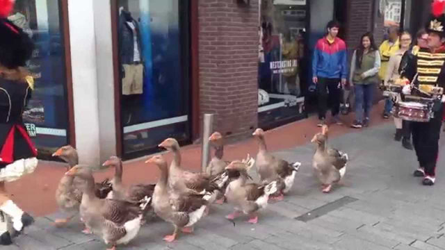 Marching geese